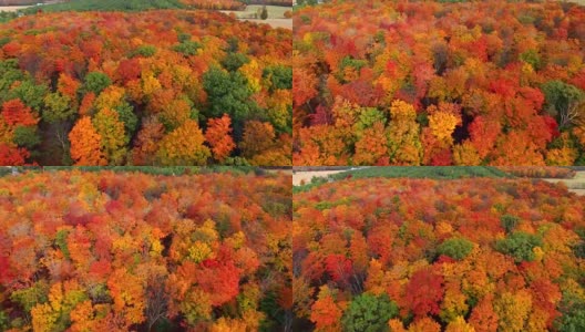 Flying over rural forest, colorful autumn treetops高清在线视频素材下载