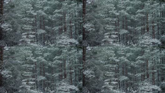 在高大的松树树干之间降雪高清在线视频素材下载