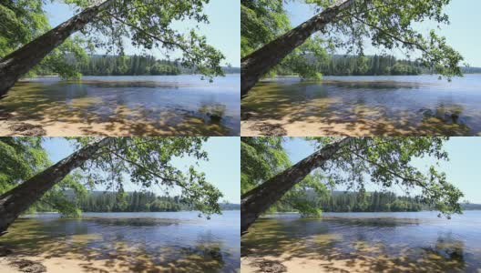 湖边的树高清在线视频素材下载