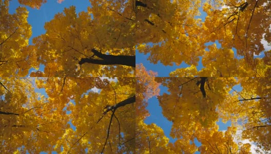 枫叶的秋冠。高清在线视频素材下载