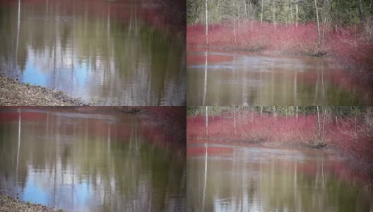 山茱萸，早春时节池塘边常见的山茱萸高清在线视频素材下载
