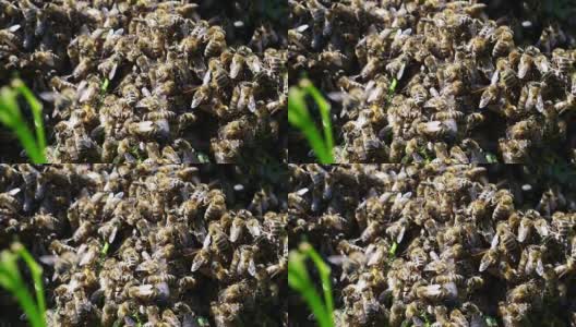 蜜蜂群高清在线视频素材下载