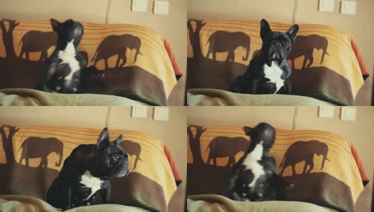 黑色法国斗牛犬舞高清在线视频素材下载