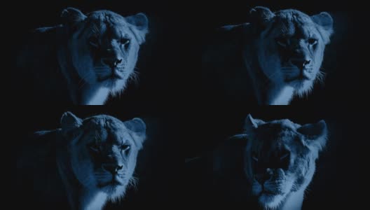 月光下的母狮高清在线视频素材下载