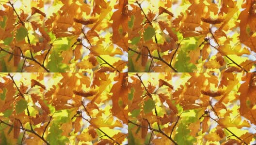秋色中的橡树叶感动了我的风高清在线视频素材下载