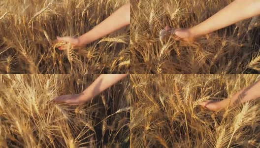 一只手正在抚摸小麦高清在线视频素材下载