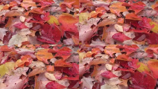 近距离观察:在秋天的森林里，雨后充满雨滴的潮湿多彩的树叶高清在线视频素材下载