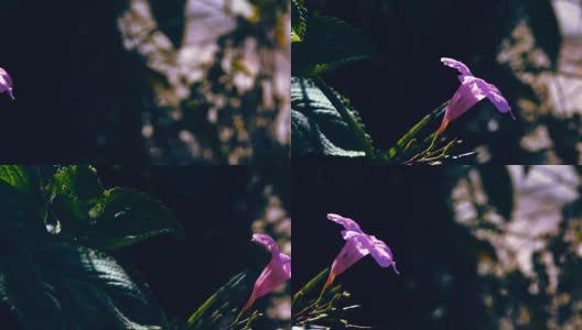 多莉拍:单朵紫花在风中。高清在线视频素材下载