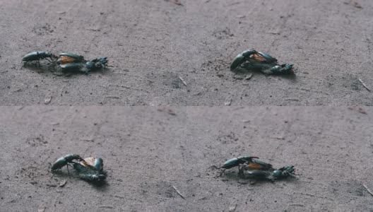 雄甲虫鹿在地上推着一只被压死的甲虫高清在线视频素材下载