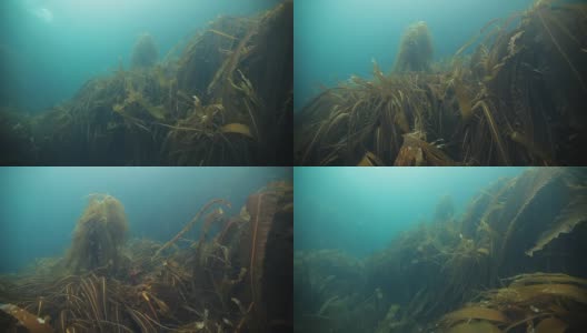 俄罗斯巴伦支海水下反射阳光的巨大海藻。高清在线视频素材下载