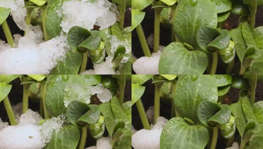 从雪黄瓜豆种子生长农业时间高清在线视频素材下载