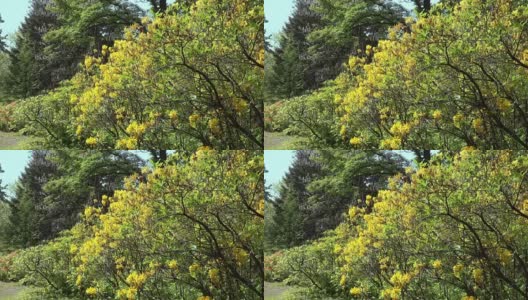 黄色的杜鹃花灌木和树木在一个春天的公园高清在线视频素材下载