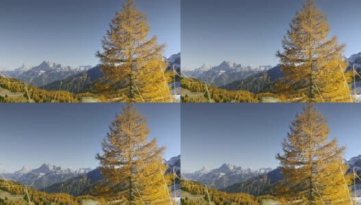 黄色落叶松在秋天的景观高清在线视频素材下载