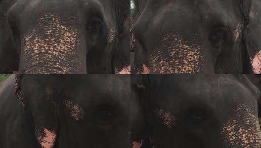 近距离拍摄的悲伤的眼睛的成年大象，这从一边到另一边高清在线视频素材下载