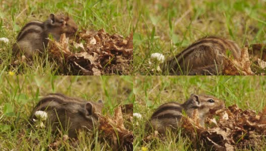 西伯利亚花栗鼠(Eutamias sibiricus) -兴安自然保护区，俄罗斯高清在线视频素材下载