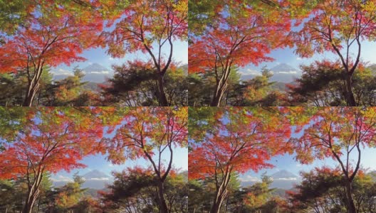 富士山的红色枫叶或秋天的树叶在丰富多彩的秋天季节附近藤川口子，山梨县。五湖。树木在日本与蓝天。自然环境背景高清在线视频素材下载