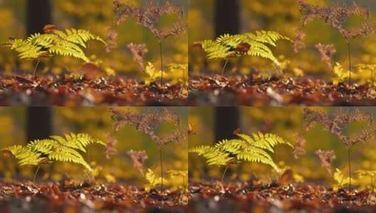 MS超级慢镜头秋叶飘落在森林里高清在线视频素材下载