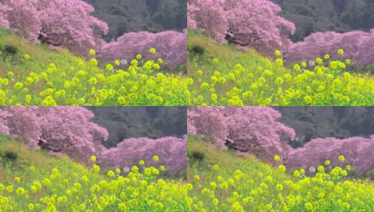 下嘉摩河边盛开的川崎樱花树和油菜花高清在线视频素材下载