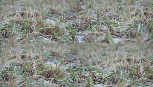 田野上又干又绿的草上覆盖着雪。高清在线视频素材下载