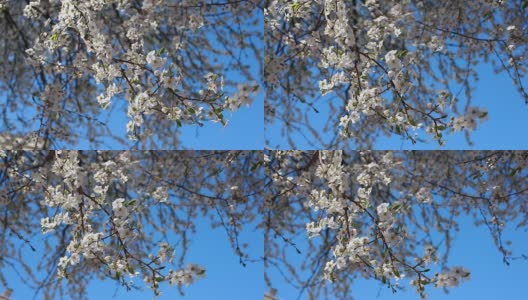 蓝天下盛开的梅树。春日花园中盛开的白花在风中摇曳。高清在线视频素材下载