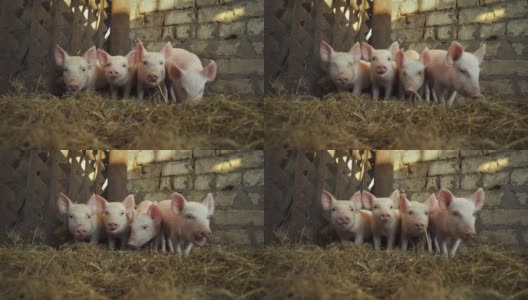 猪圈里四只害羞的小猪。小猪。高清在线视频素材下载