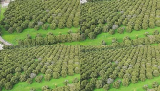 鸟瞰图的农业用地与果树在村庄高清在线视频素材下载