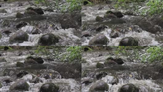 一条小溪从茂密的森林中流过高清在线视频素材下载