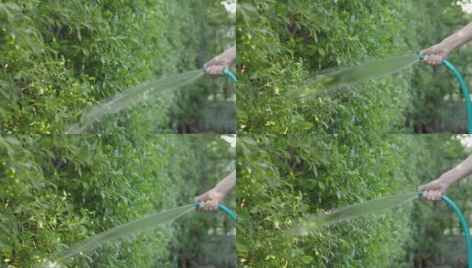 树浇水。女手臂正在使用喷水软管。女园丁，用软管给花园里的植物和树木浇水。从橡胶管中注入水。给后院的植物浇水。高清在线视频素材下载