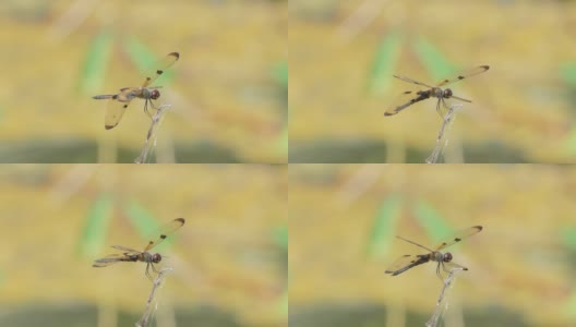 夏天栖息在树枝上的普通蜻蜓高清在线视频素材下载