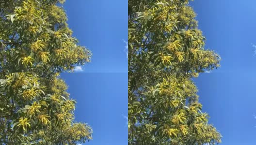 蓝色天空下的本地垂荆树高清在线视频素材下载