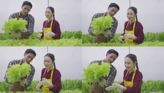 两个亚洲夫妇检查有机蔬菜的质量。水培农场有机新鲜收获蔬菜概念高清在线视频素材下载