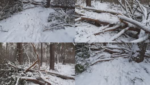 冬松林和落叶林的一部分，有倒下的树高清在线视频素材下载