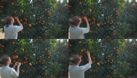 在果园采摘有机橘子的妇女高清在线视频素材下载