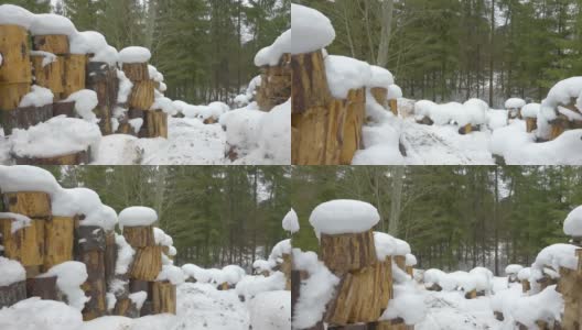 爱沙尼亚，厚厚的积雪覆盖着砍伐过的原木高清在线视频素材下载