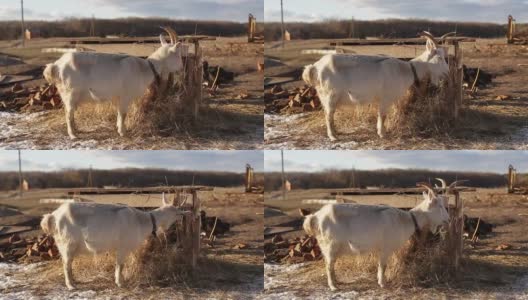 白山羊在户外吃干草。高清在线视频素材下载
