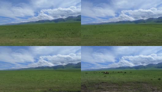 新疆那拉提大草原高清在线视频素材下载
