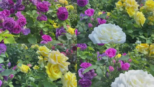 夏日的花园里，朵朵玫瑰簇拥在蓝天白云之下。美丽的玫瑰，粉红色，黄色，紫色，白色，五颜六色。繁茂的佛罗里达玫瑰在阳光明媚的夏日在公园里盛开。天堂的玫瑰花园。高清在线视频素材下载
