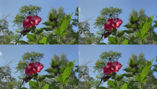 芙蓉花映衬着蔚蓝晴朗的天空。木槿是美丽的观赏花园热带植物。鲜艳的粉红色花瓣的玫瑰锦葵。高清在线视频素材下载