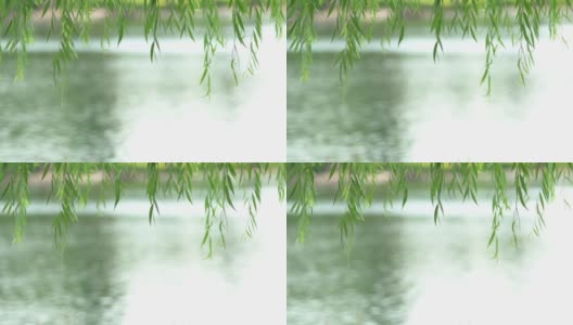美丽的，绿色的垂柳树叶垂在河边高清在线视频素材下载