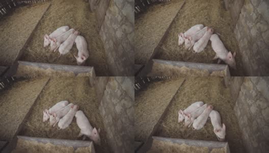 小猪睡在猪圈的稻草上。牧场,养猪场高清在线视频素材下载