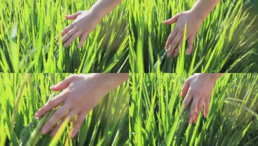 手女孩触摸绿色的稻田背景，巴厘岛，印度尼西亚。近距离高清在线视频素材下载