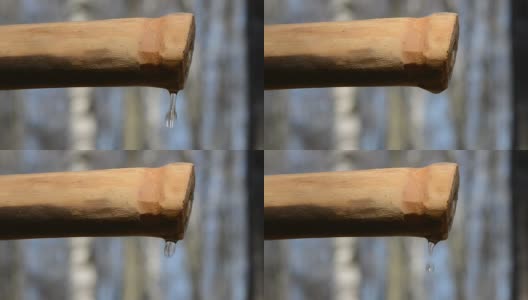 水龙头和新鲜的桦树液滴在森林高清在线视频素材下载
