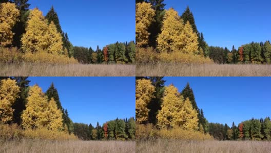 秋天，林中空地上草丛中的树木高清在线视频素材下载