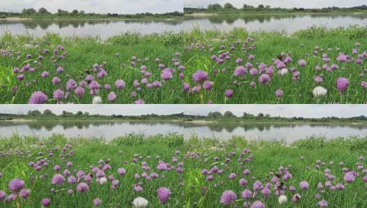 易北河上，韭菜在草地上开花。大黄蜂飞来飞去。(德国)高清在线视频素材下载