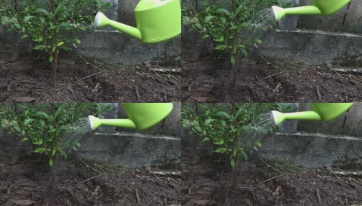 用绿色的浇水器慢动作浇灌小树。环境与生态概念。高清在线视频素材下载