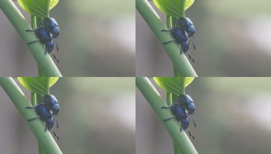 在树枝上交配的跳蚤甲虫高清在线视频素材下载