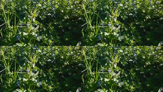 草药紫草。野草地上的一种合生植物。静态镜头拍摄高清在线视频素材下载