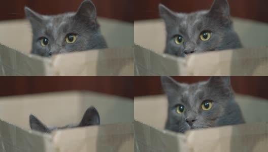 盒子里有张有趣的猫脸。灰猫躲在盒子里，眼睛睁得大大的。高清在线视频素材下载
