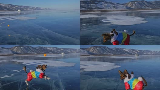 玩具小猎犬穿着滑稽的衣服和鞋子在裂缝里美丽的冰上玩球。妈妈和女儿穿着运动服和花样滑冰鞋。女孩们把玩具扔给狗。狗玩游戏。高清在线视频素材下载