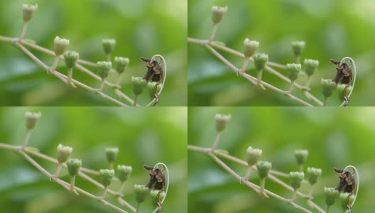 花蕾高清在线视频素材下载